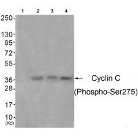 Cyclin C (Phospho-Ser275) Antibody