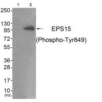 EPS15 (Phospho-Tyr849) Antibody