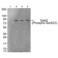 Gab2 (Phospho-Ser623) Antibody