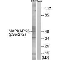 MAPKAPK2 (Phospho-Ser272) Antibody
