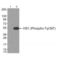 HS1 (Phospho-Tyr397) Antibody