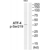ATF-4 (Phospho-Ser219) Antibody