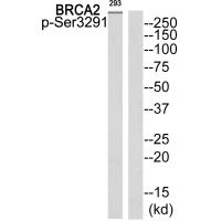 BRCA2 (Phospho-Ser3291) Antibody