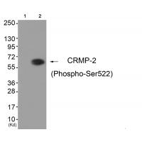 CRMP-2 (Phospho-Ser522) Antibody