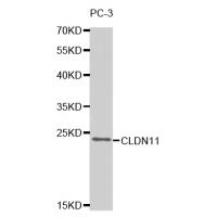CLDN11 Antibody