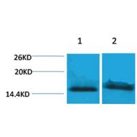 Histone H4(Tri-Methyl-Lys59) Rabbit Polyclonal Antibody