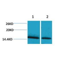 Histone H1(mono-Methyl-Lys25) Rabbit Polyclonal Antibody