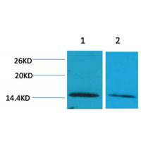 Histone H2B(Di-Methyl-Lys43) Rabbit Polyclonal Antibody