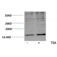 Histone H3(Acetyl-Lys23) Rabbit Polyclonal Antibody