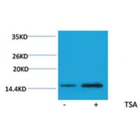 Histone H2A(Acetyl-Lys15) Rabbit Polyclonal Antibody