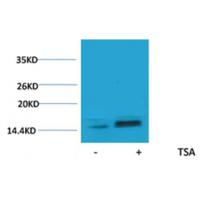 Histone H2A.Z(Acetyl-Lys7) Rabbit Polyclonal Antibody