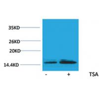 Histone H2B(Acetyl-Lys15) Rabbit Polyclonal Antibody