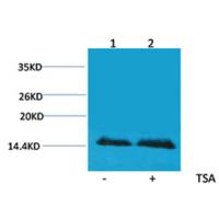 Histone H2B(Acetyl-Lys5) Rabbit Polyclonal Antibody