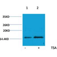 Histone H4(Acetyl-Lys16) Rabbit Polyclonal Antibody