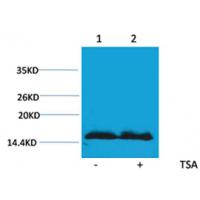 Histone H4(Acetyl-Lys91) Rabbit Polyclonal Antibody