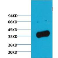GAPDH Rabbit Polyclonal Antibody(Zebrafish Specific)