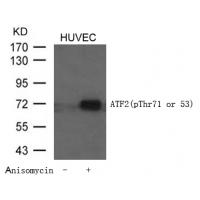 ATF2(Phospho-Thr71 or 53) Antibody