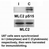 MLC2 (Phospho-Ser15) Antibody