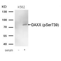 DAXX(Phospho-Ser739) Antibody