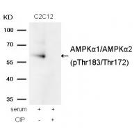 AMPKα1/AMPKα2(Phospho-Thr183/Thr172) Antibody