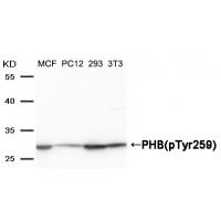 PHB(Phospho-Tyr259) Antibody