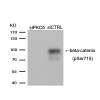 beta-catenin (Phospho-Ser715) Antibody