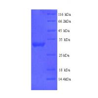 Recombinant Human Protein delta homolog 2