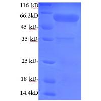 Recombinant mouse Uncharacterized aarF domain-containing protein kinase 2