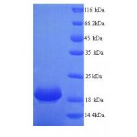 Recombinant human Ly6/PLAUR domain-containing protein 6