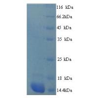 Recombinant Homo sapiens Protein S100-A7A