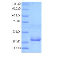 Recombinant mouse Betatrophin