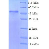 Recombinant human Protein ERGIC-53-like