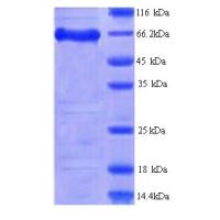 Recombinant mouse Protein FAM111A