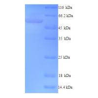 Recombinant Homo sapiens F-box only protein 3