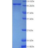 Recombinant Protein-arginine deiminase type-2