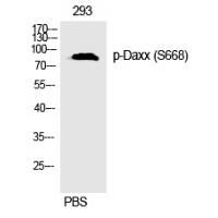 Daxx (Phospho-Ser668) Polyclonal Antibody