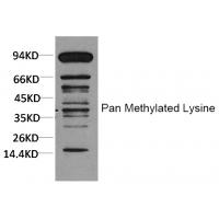 Pan Methylated Lysine Monoclonal Antibody