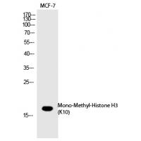 Histone H3 (Mono-Methyl-Lys10) Polyclonal Antibody