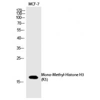 Histone H3 (Mono-Methyl-Lys5) Polyclonal Antibody