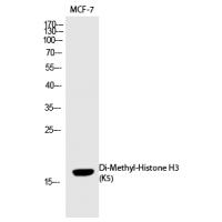 Histone H3 (Di-Methyl-Lys5) Polyclonal Antibody