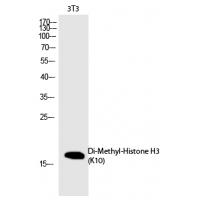 Histone H3 (Di-Methyl-Lys10) Polyclonal Antibody
