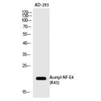 NF-E4 (Acetyl-Lys43) Polyclonal Antibody