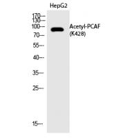 PCAF (Acetyl-Lys428) Polyclonal Antibody