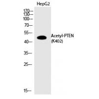 PTEN (Acetyl-Lys402) Polyclonal Antibody