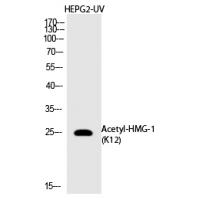 HMG-1 (Acetyl-Lys12) Polyclonal Antibody