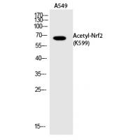 Nrf2 (Acetyl-Lys599) Polyclonal Antibody