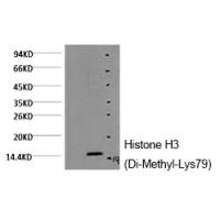 Histone H3 (Di-Methyl-Lys79) Monoclonal Antibody