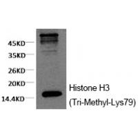 Histone H3 (Tri-Methyl-Lys79) Monoclonal Antibody