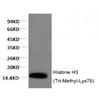 Histone H3 (Tri-Methyl-Lys79) Monoclonal Antibody