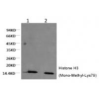 Histone H3 (Mono-Methyl-Lys79) Monoclonal Antibody